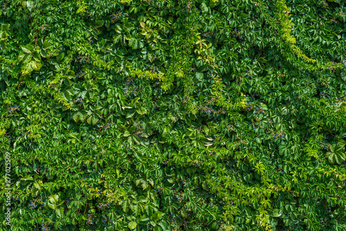 Green leaves wall background. Green ivy texture.