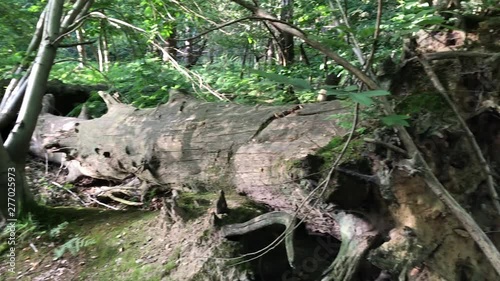 fallen trees in the forest photo