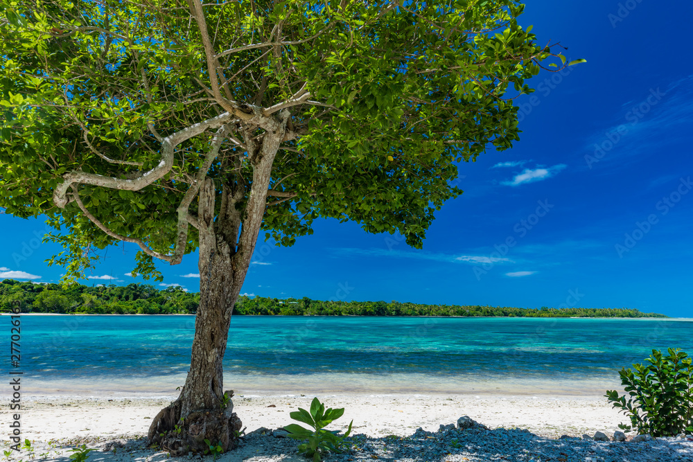 Fototapeta premium Palm trees on a tropical beach, Vanuatu, Erakor Island, Efate