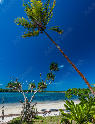 Palm trees on a tropical beach, Vanuatu, Erakor Island, Efate photo