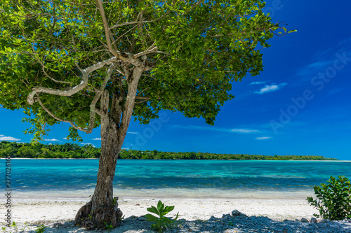 Fototapeta Naklejka Na Ścianę i Meble -  Palm trees on a tropical beach, Vanuatu, Erakor Island, Efate