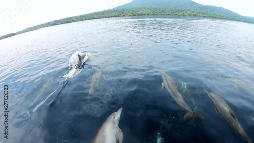 Spinner dolphins in the tropical pacific ocean join a boat, play and ride the bow wave