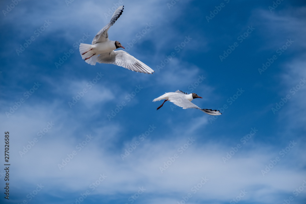 two white seagulls are flying in the sky. Flying birds two white seagulls are flying in the sky. Flying birds