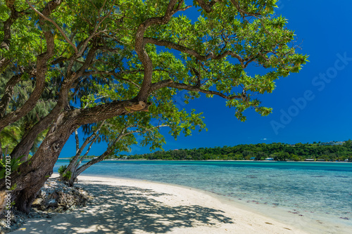 Palm trees on a tropical beach, Vanuatu, Erakor Island, Efate photo