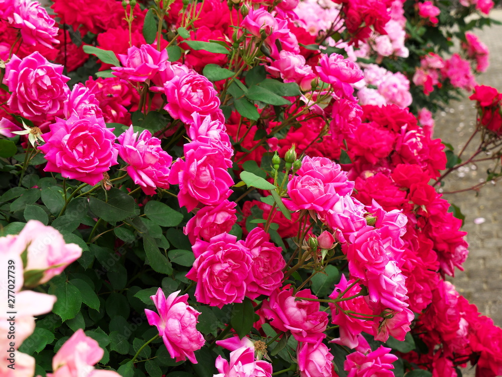 Rose garden in Japan Rose garden in Japan