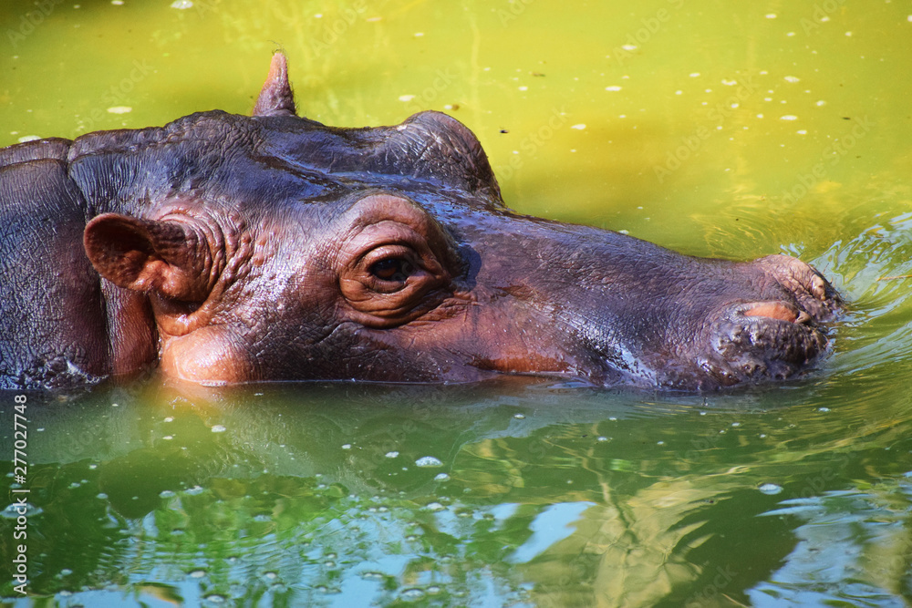 Fototapeta premium hippo in water looking face