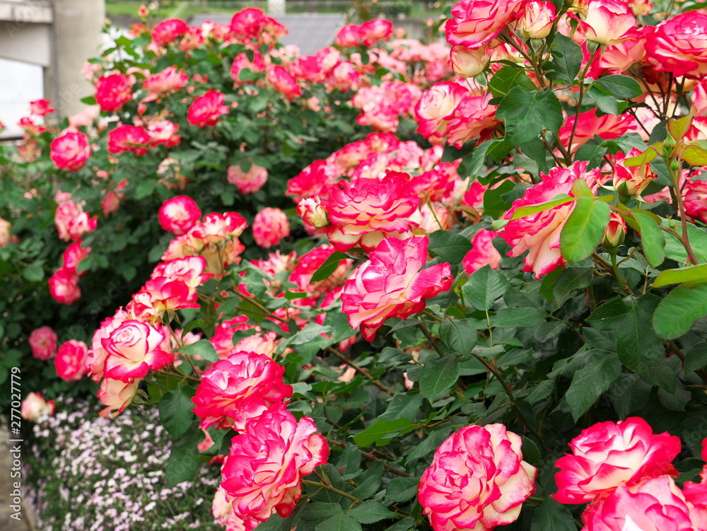 Rose garden in Japan Rose garden in Japan