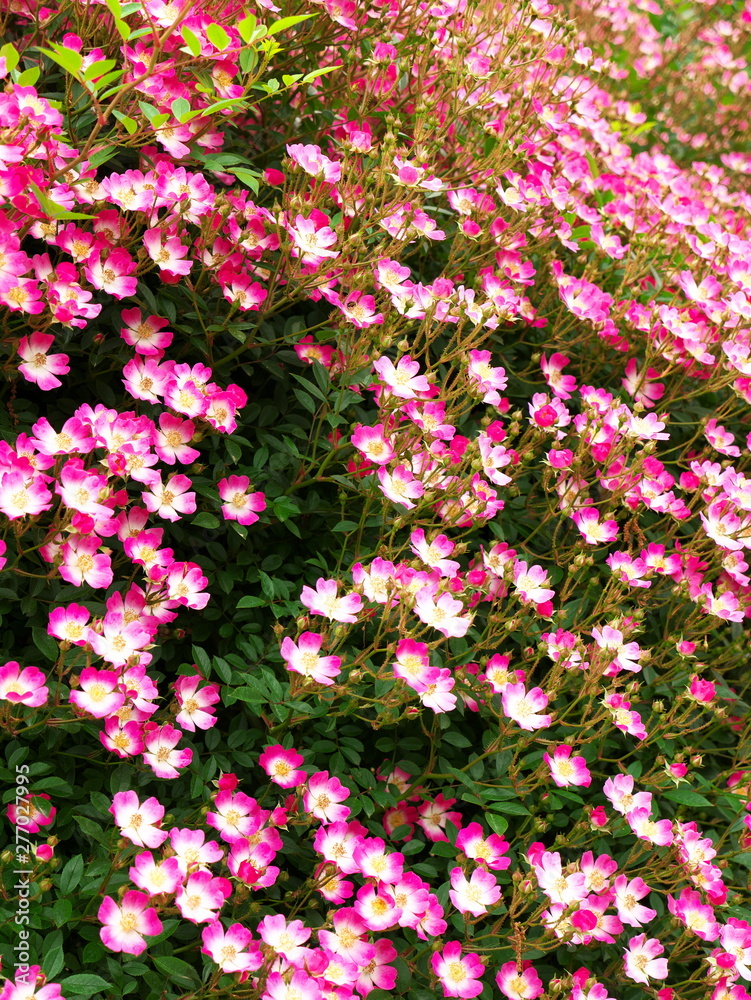 Rose garden in Japan Rose garden in Japan