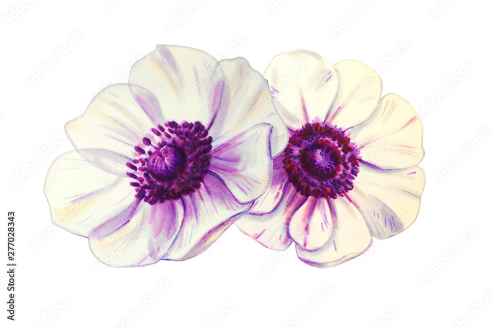 Two beautiful white anemonies. Bouquet of flowers. Floral print. Marker drawing. Watercolor painting. Wedding and birthday composition. Greeting card. Flower painted background Hand drawn illustration Two beautiful white anemonies. Bouquet of flowers. Floral print. Marker drawing. Watercolor painting. Wedding and birthday composition. Greeting card. Flower painted background Hand drawn illustration