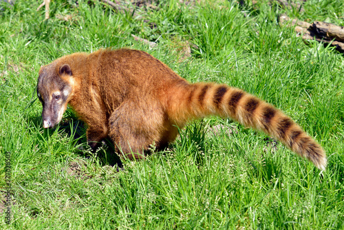 South American Coati, or Ring-tailed Coati (Nasua nasua) seen from profile on grass photo