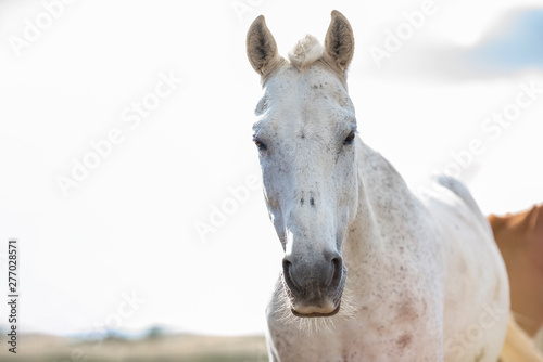 Portrait of a white grey horse  looking at camera. Horizontal. No people. Copyspace.