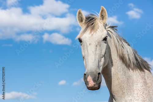 Portrait of a white grey horse looking at camera. Blue sky with clouds. Horizontal. No people. Copyspace.