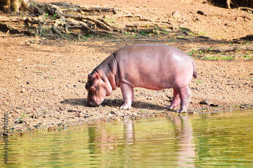 hippopotamus baby near water