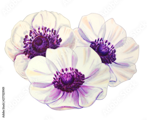 Three beautiful white anemonies. Bouquet. Floral print. Marker drawing. Watercolor painting. Wedding and birthday composition. Greeting card. Flower painted background Hand drawn illustration.