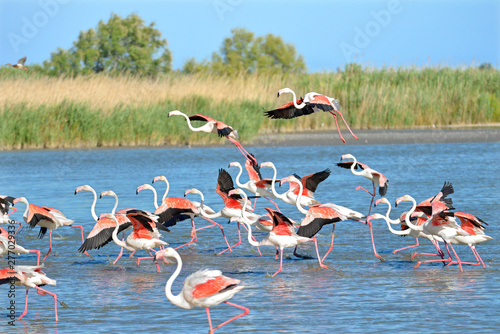 Flamingos running on water (Phoenicopterus ruber) after flying, in the Camargue is a natural region located south of Arles, France
