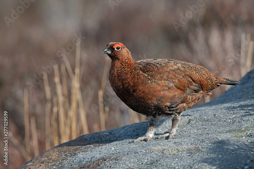 Canvas-taulu Red Grouse (Lagopus lagopus scotica) on a fence post