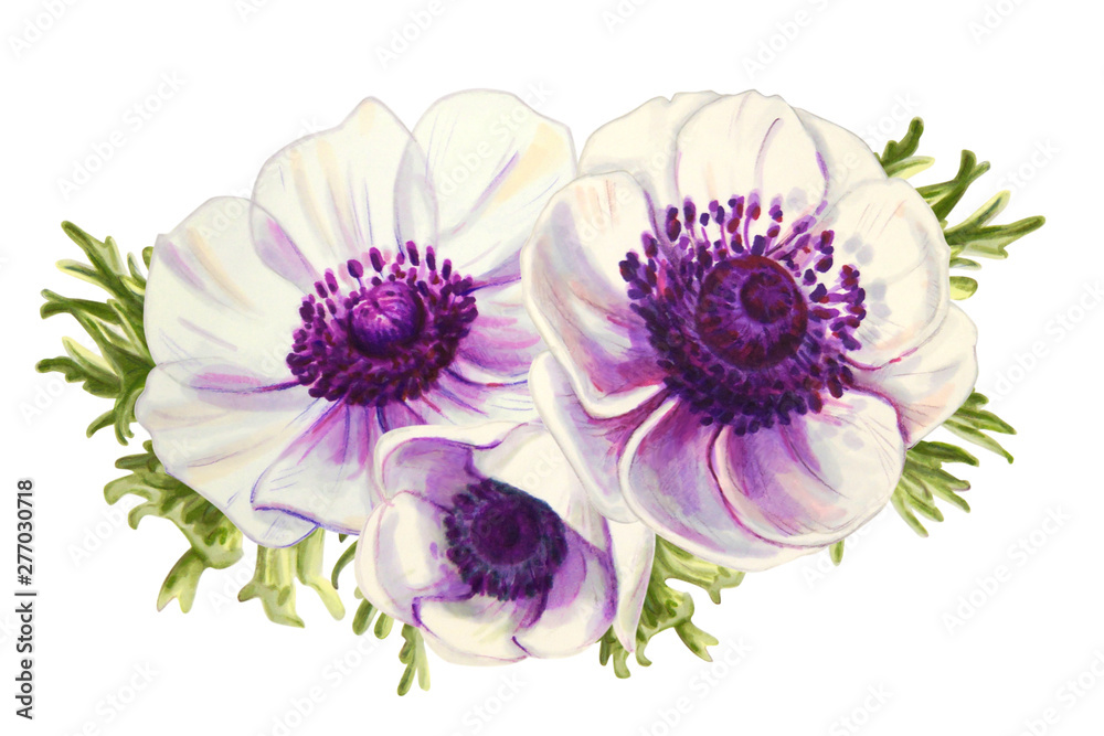 Three beautiful white anemonies. Bouquet. Floral print. Marker drawing. Watercolor painting. Wedding and birthday composition. Greeting card. Flower painted background Hand drawn illustration. Three beautiful white anemonies. Bouquet. Floral print. Marker drawing. Watercolor painting. Wedding and birthday composition. Greeting card. Flower painted background Hand drawn illustration.