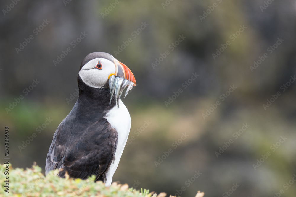 Fototapeta premium Puffin (Fratercula arctica) with sand eels in beak - Image