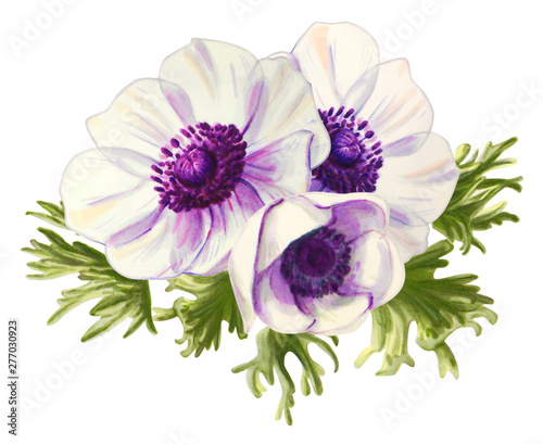 Three beautiful white anemonies. Bouquet. Floral print. Marker drawing. Watercolor painting. Wedding and birthday composition. Greeting card. Flower painted background Hand drawn illustration.