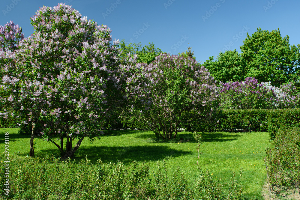 Blooming lilac garden on a bright Sunny day. Natural background. Blooming lilac garden on a bright Sunny day. Natural background.