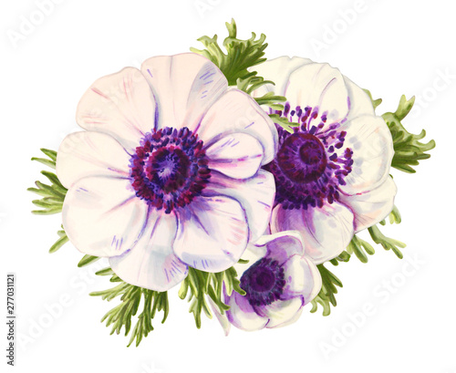 Three beautiful white anemonies. Bouquet. Floral print. Marker drawing. Watercolor painting. Wedding and birthday composition. Greeting card. Flower painted background Hand drawn illustration.