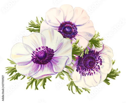 Three beautiful white anemonies. Bouquet. Floral print. Marker drawing. Watercolor painting. Wedding and birthday composition. Greeting card. Flower painted background Hand drawn illustration.