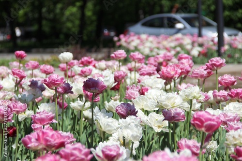 Lot of tulips in the city flower bed, selective focus. tulips in pink and white color