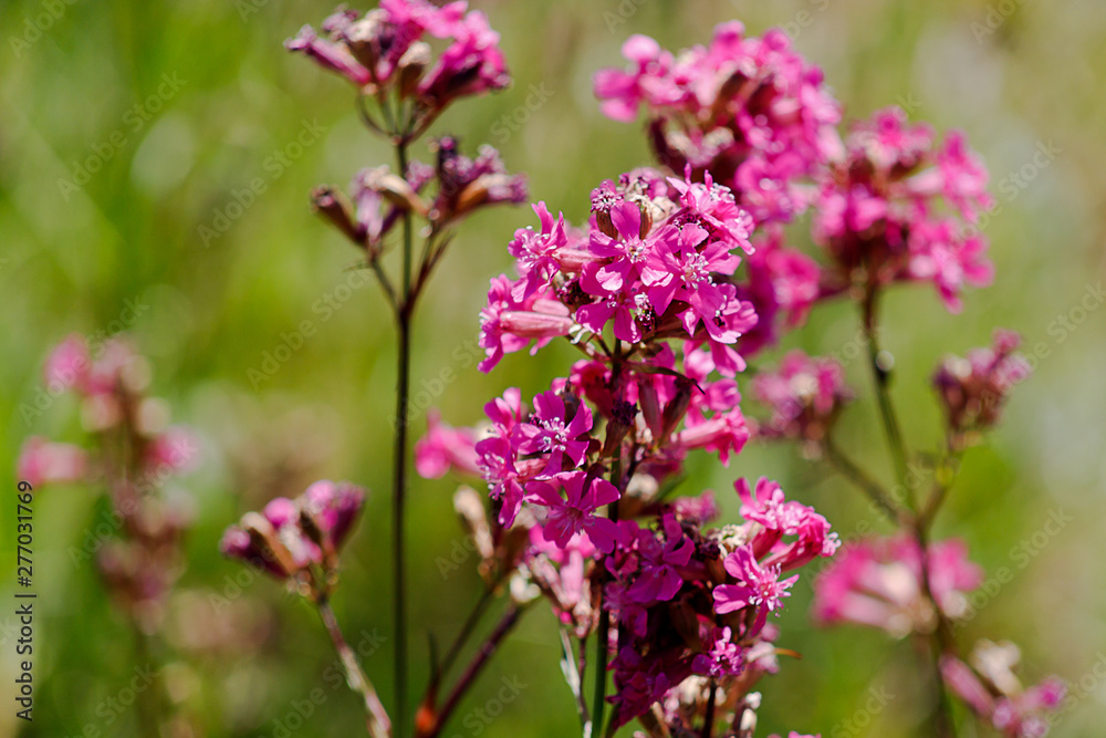 Close-up of the medicinal plant silene yunnanensis called champion with small beautiful purple flowers Close-up of the medicinal plant silene yunnanensis called champion with small beautiful purple flowers