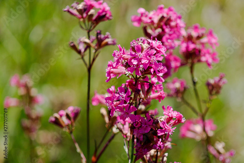 Close-up of the medicinal plant silene yunnanensis called champion with small beautiful purple flowers