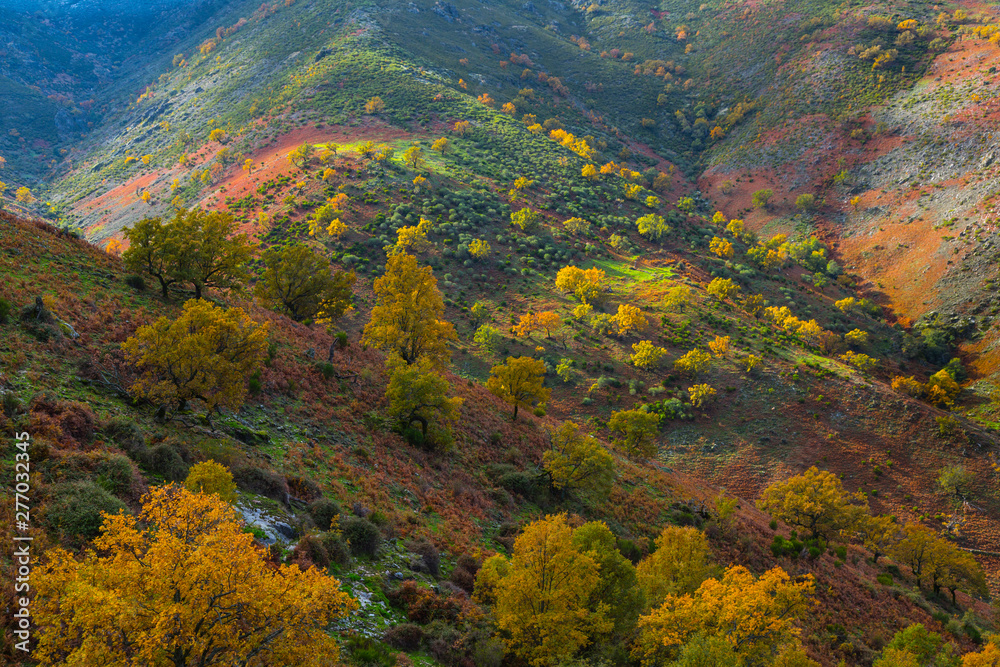 PYRENEAN OAK - ROBLE REBOLLO (Quercus pyrenaica), Ambroz valley, Cáceres, Extremadura, Spain, Europe