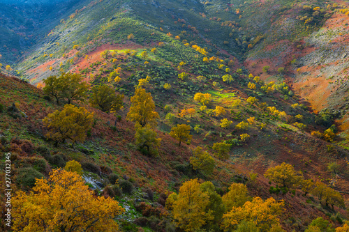 PYRENEAN OAK - ROBLE REBOLLO (Quercus pyrenaica), Ambroz valley, Cáceres, Extremadura, Spain, Europe © JUAN CARLOS MUNOZ