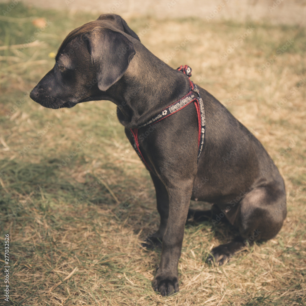 Chiot de profil Chiot de profil