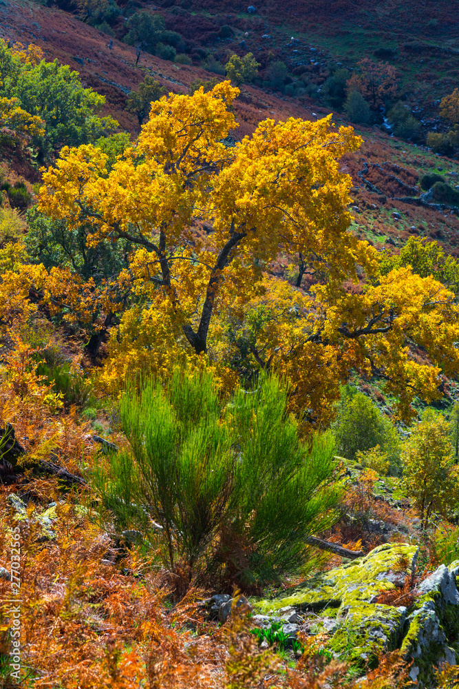 PYRENEAN OAK - ROBLE REBOLLO (Quercus pyrenaica), Ambroz valley, Cáceres, Extremadura, Spain, Europe PYRENEAN OAK - ROBLE REBOLLO (Quercus pyrenaica), Ambroz valley, Cáceres, Extremadura, Spain, Europe