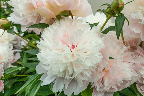 Spring peony flowers in garden 