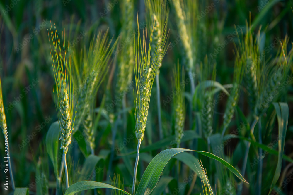 Wheat field close-up at sunset