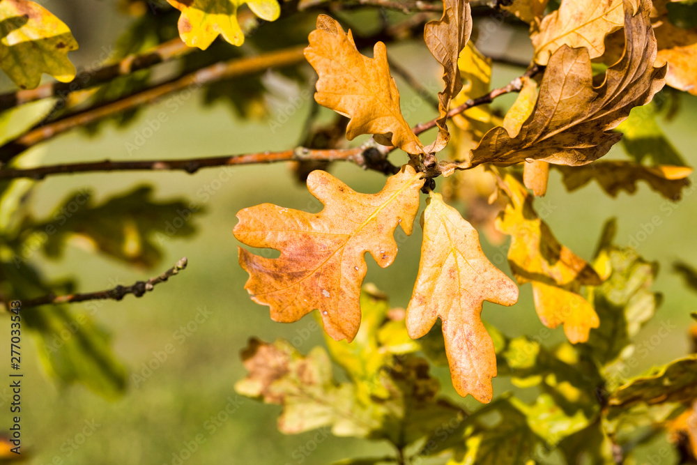 Fototapeta premium Green orange oak foliage