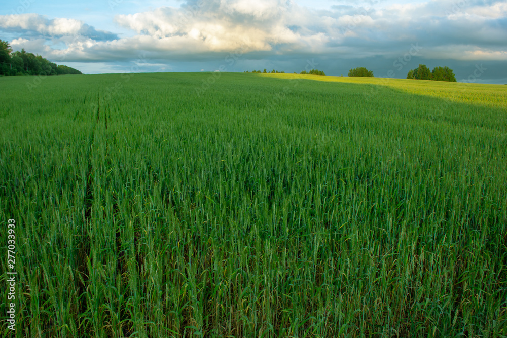 Wheat field close-up at sunset