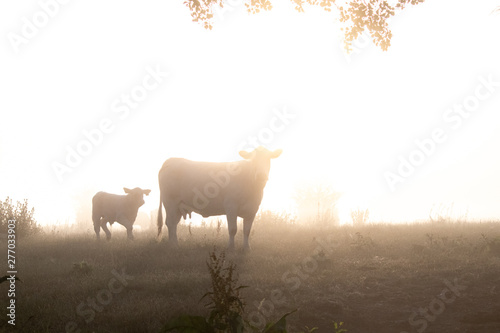 Cows on a field in sunrise