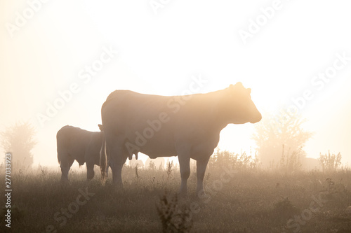 Cows on a field in sunrise