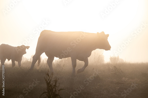 Cows on a field in sunrise © tobiaswelschenbach