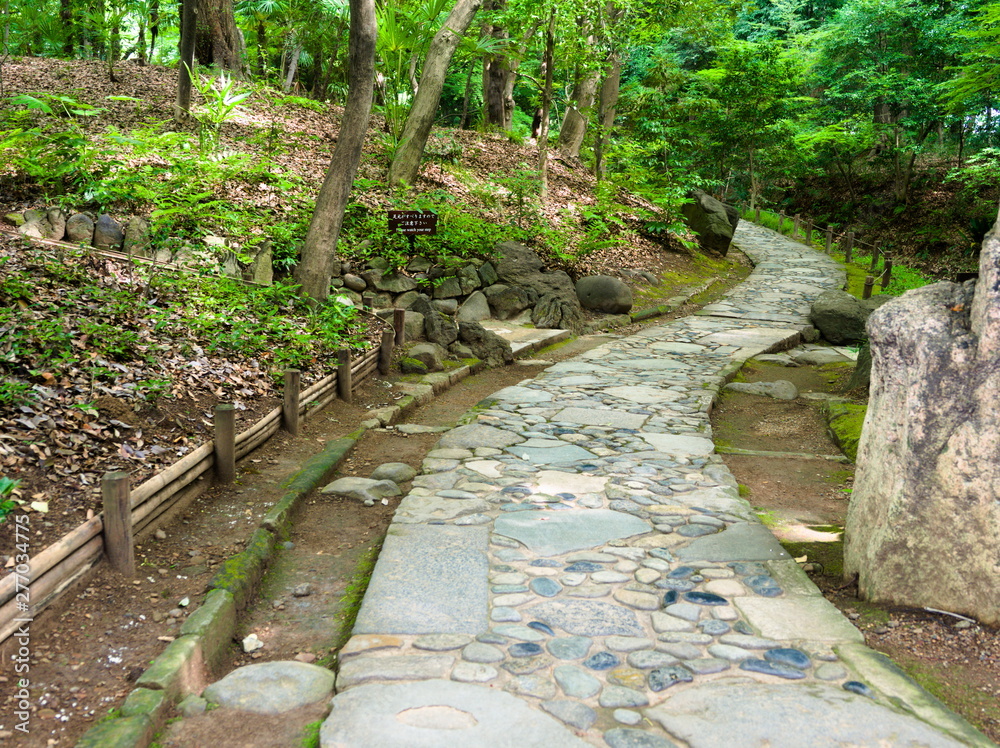 bridge in forest