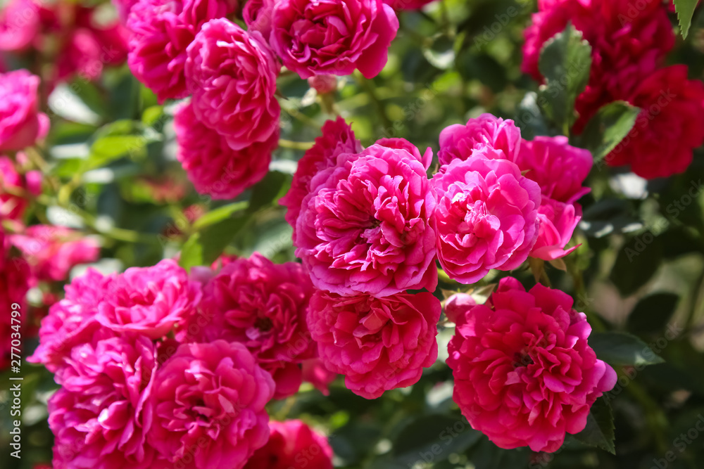 Bush pink rose close-up in summer