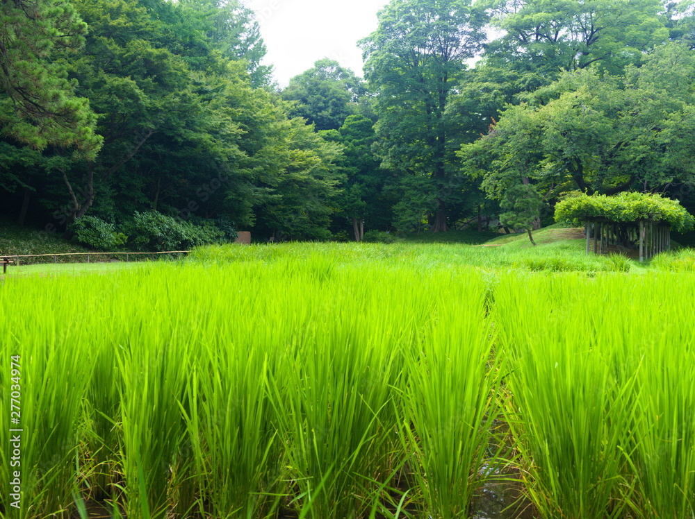 green landscape with river