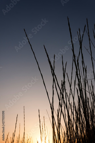 Dune grass silhouette at sunset
