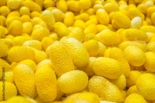 Yellow silk cocoons