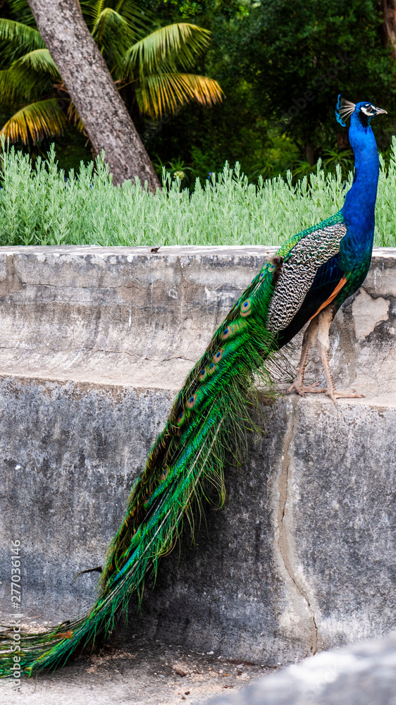 Obraz premium Beautiful male peacock with a long tail sitting on a stone wall in a tropical garden.
