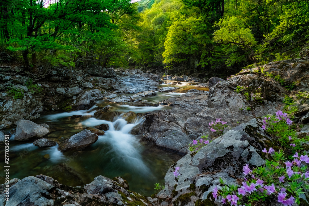 Obraz premium Jirisan spring