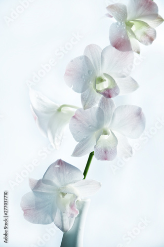 Fototapeta Naklejka Na Ścianę i Meble -  romantic orchid flower over white background