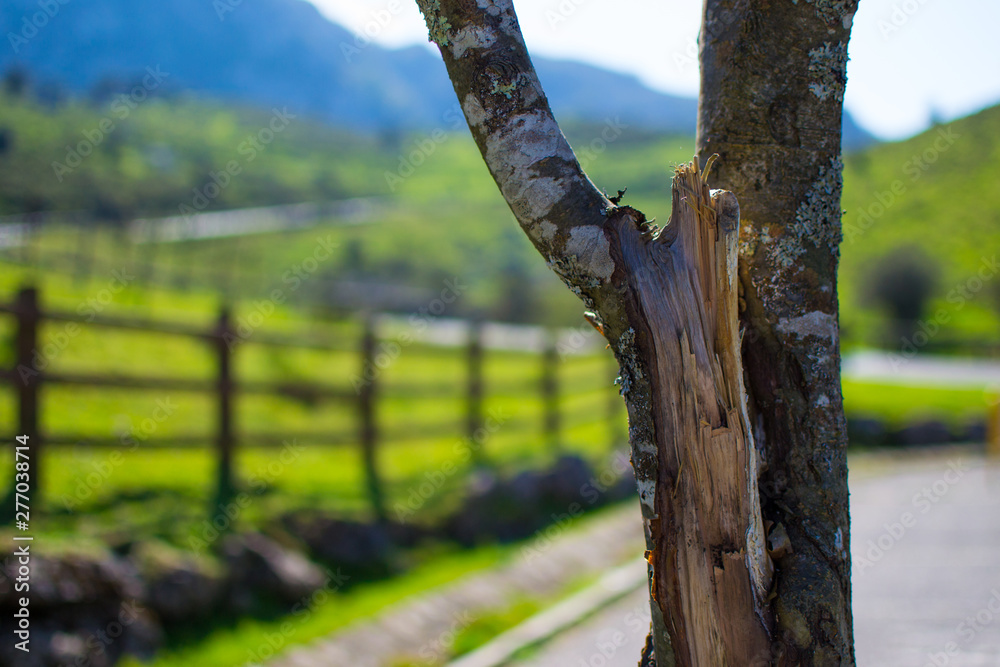 Fototapeta premium Close up of a tree trunk, with defocused background. Nature macro photography
