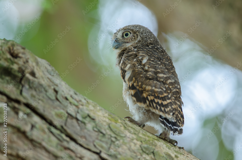 Asian Barred Owlet (Glaucidium cuculoides) Asian Barred Owlet (Glaucidium cuculoides)